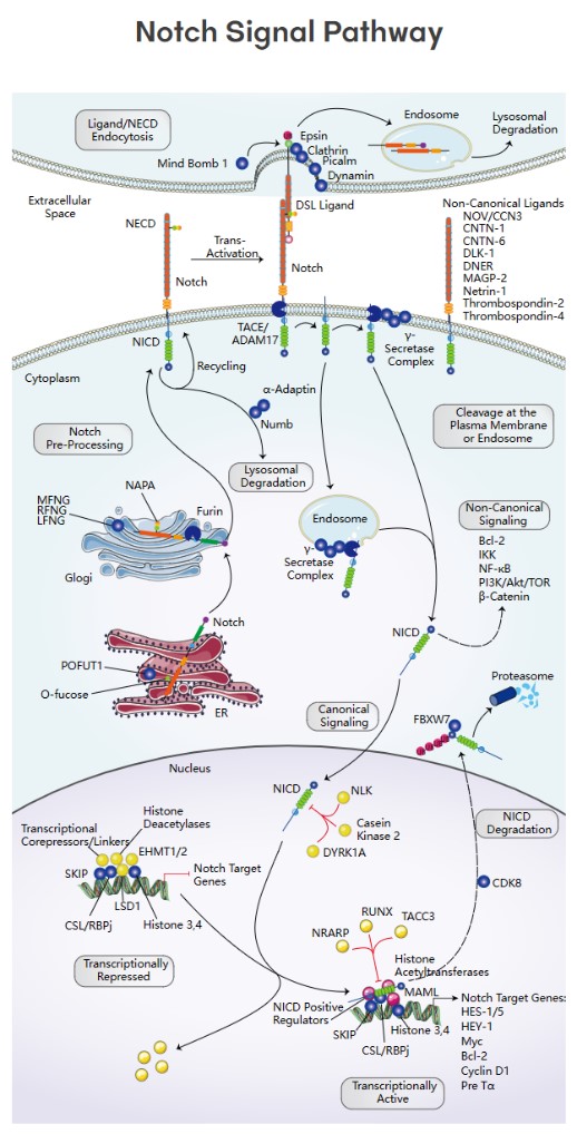 MYOD1